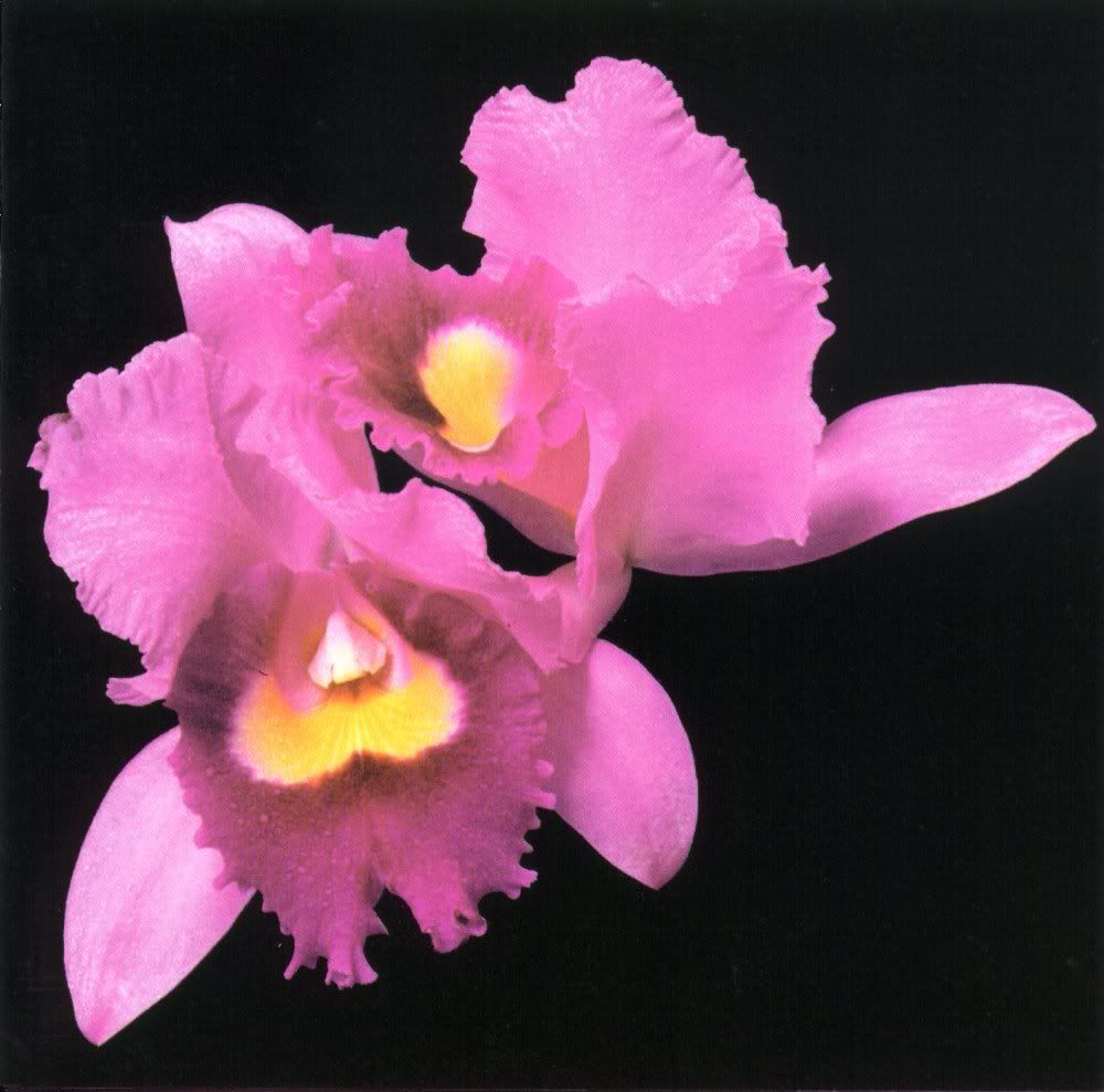 Opeth Orchid