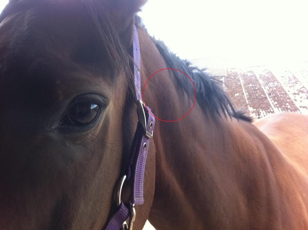Lumps on neck? Horse and Hound Forum
