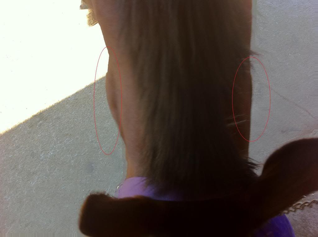 Lumps on neck? Horse and Hound Forum