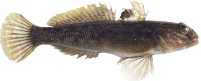 photo Round Goby female.png
