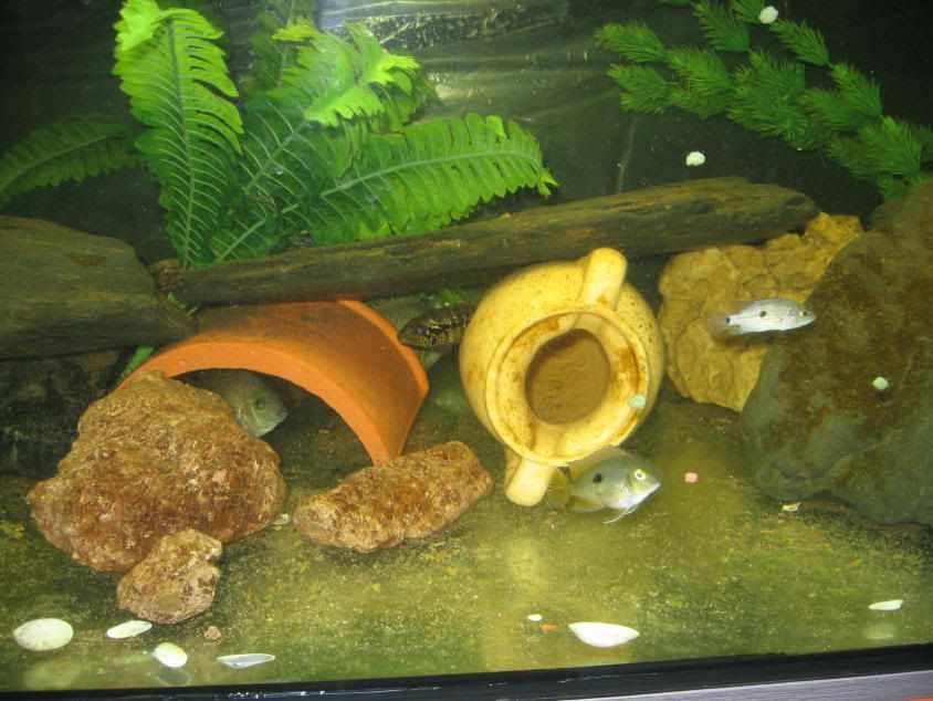 Grammoides-nica105.jpg