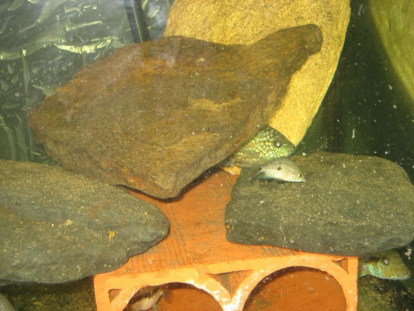 Grammoides094.jpg