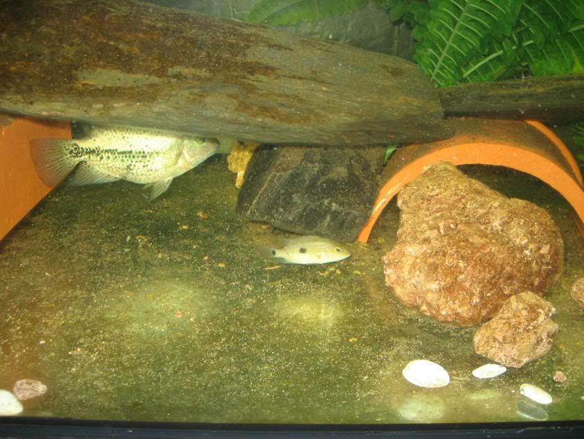 Grammoides095.jpg