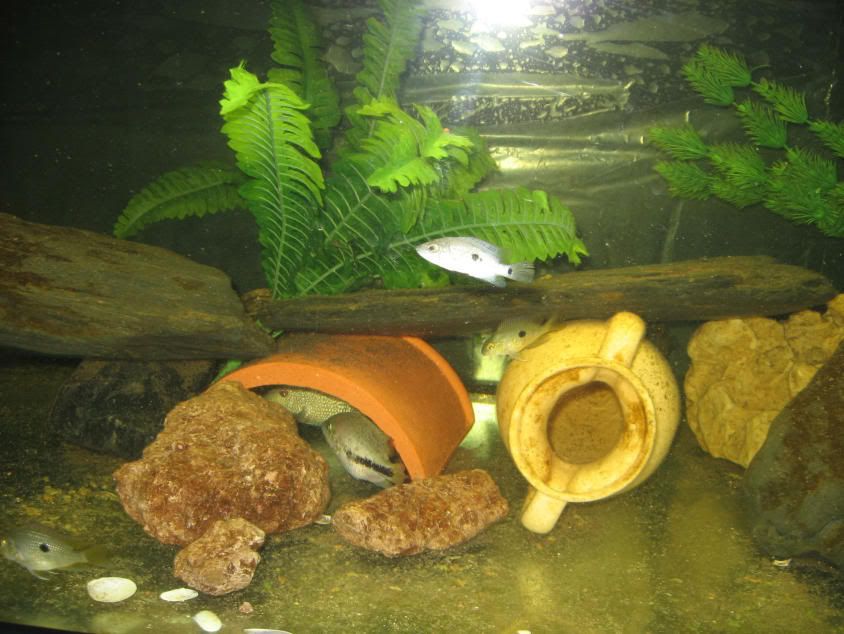 Grammoides118.jpg