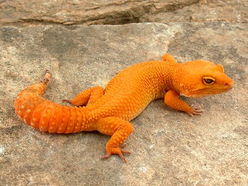 carrot tail gecko