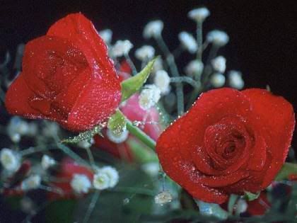 rosas.jpg rosas, rojas image by kiova-