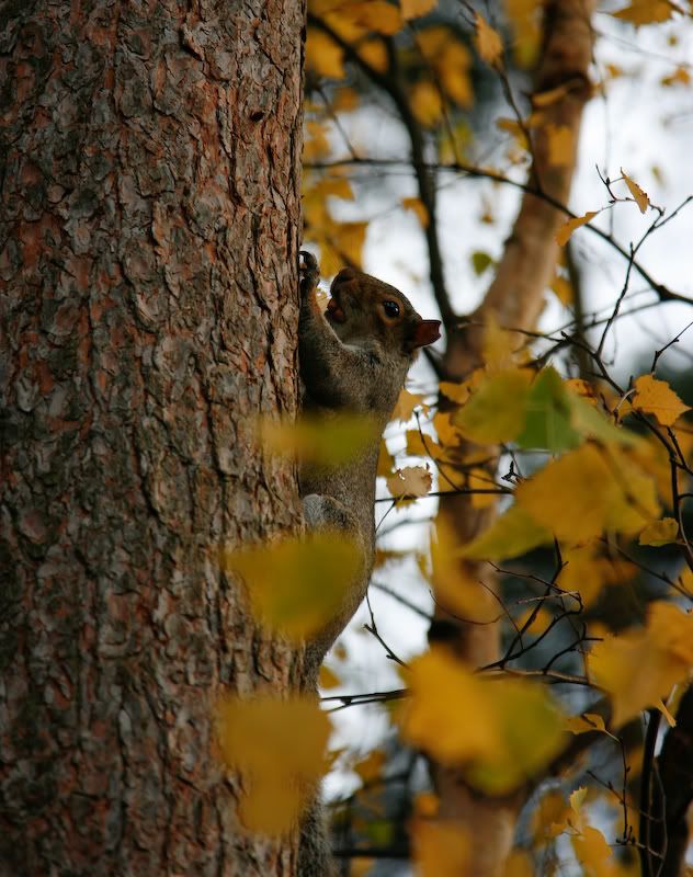 IMAGE: http://i244.photobucket.com/albums/gg8/matt-peters/_MG_3317.jpg