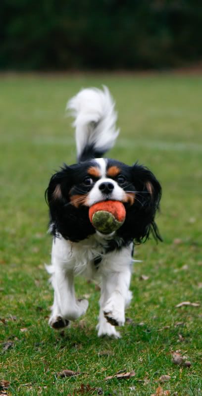 IMAGE: http://i244.photobucket.com/albums/gg8/matt-peters/_MG_5672-5.jpg