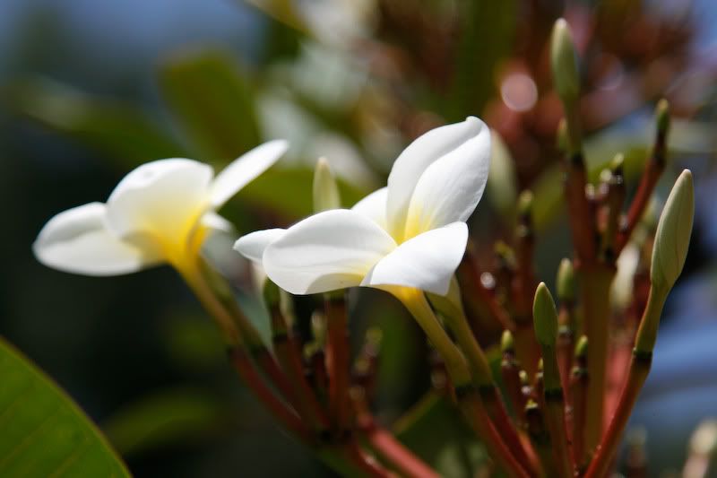 IMAGE: http://i244.photobucket.com/albums/gg8/matt-peters/_MG_6913.jpg