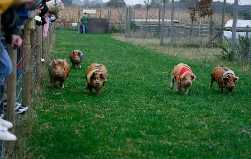 IMAGE: http://i244.photobucket.com/albums/gg8/matt-peters/pigrace.jpg