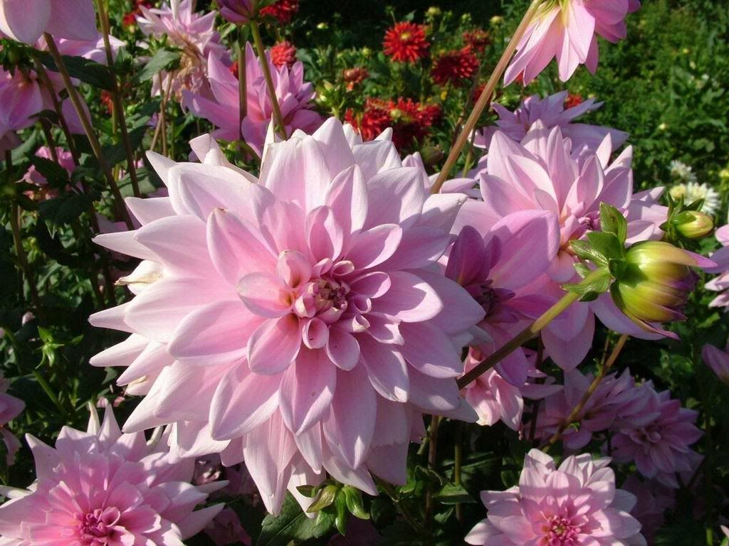 Dahlia-decorative-tender-pink-flowe.jpg
