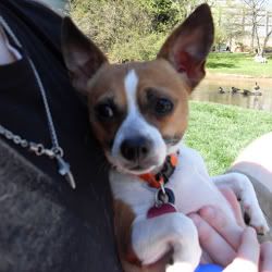 Huck got a new orange collar. Huck got a new orange collar.