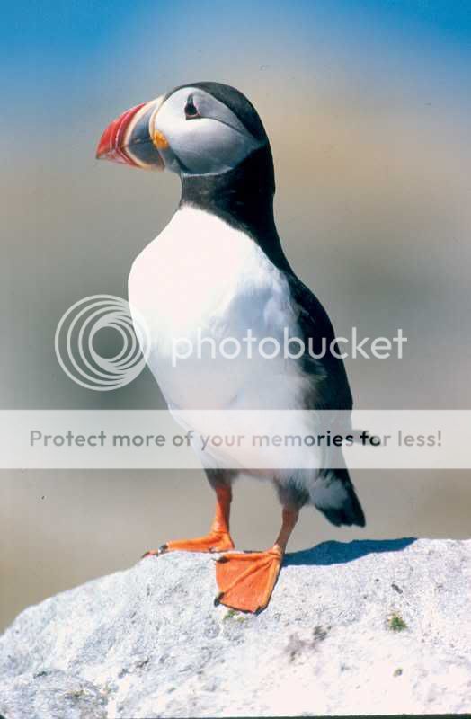 PUFFIN.jpg