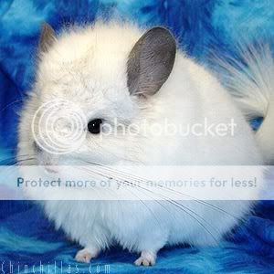 chinchilla.jpg picture by xoxjessssxox33