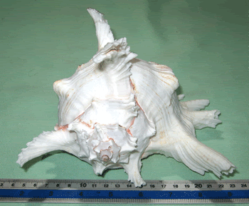 inchs. Ramose Murex Seashell Sea shell # 5  