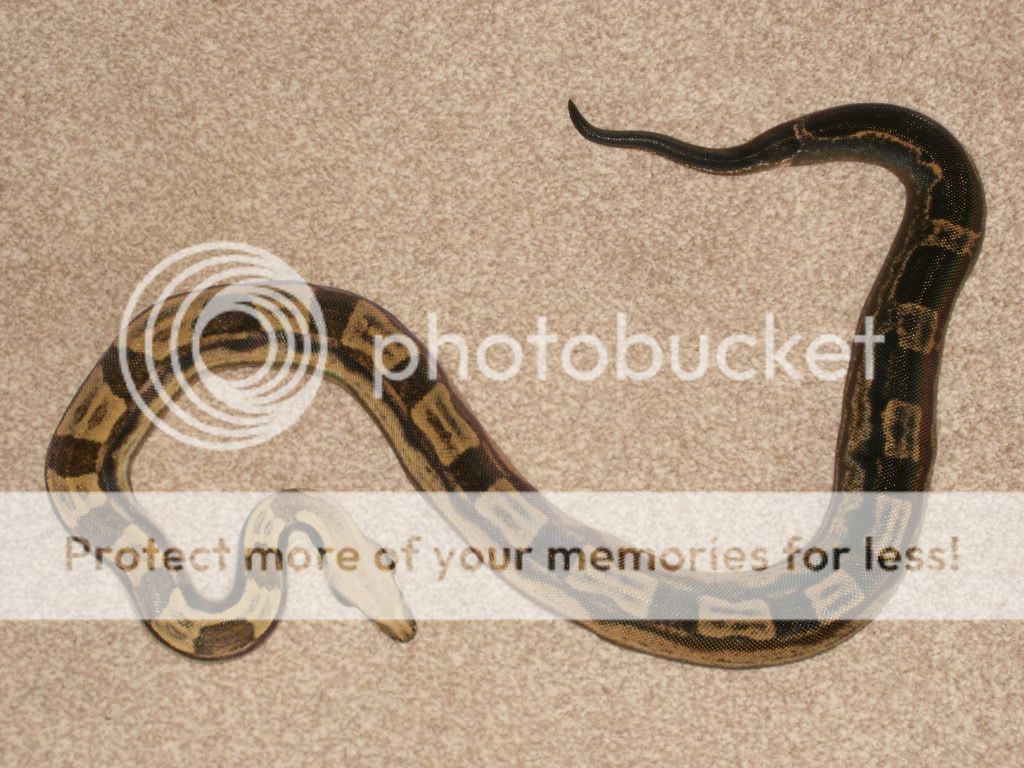 adult male motley boa | Reptile Forums